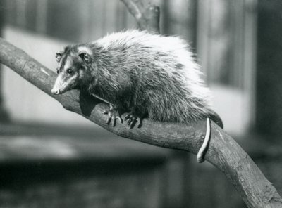 Opossum à grandes oreilles de Weid sur une branche au zoo de Londres, novembre 1915 - Frederick William Bond